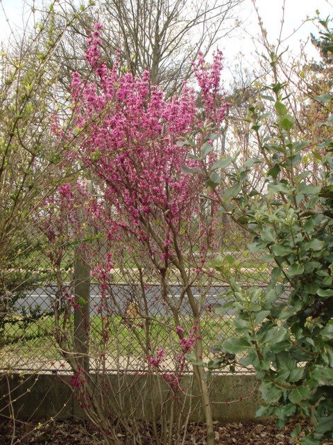 Cercis chinensis P1B P6